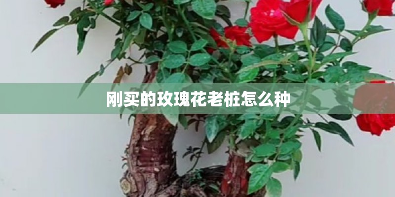 刚买的玫瑰花老桩怎么种