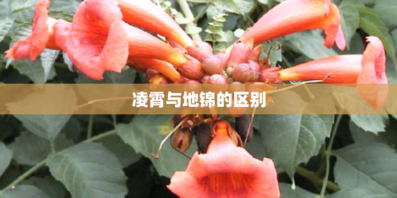 凌霄与地锦的区别