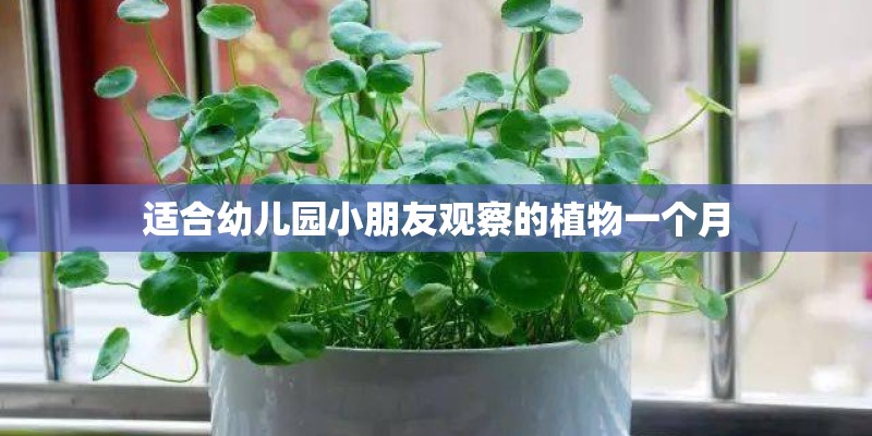 适合幼儿园小朋友观察的植物一个月 适合幼儿园小朋友观察的植物一个月