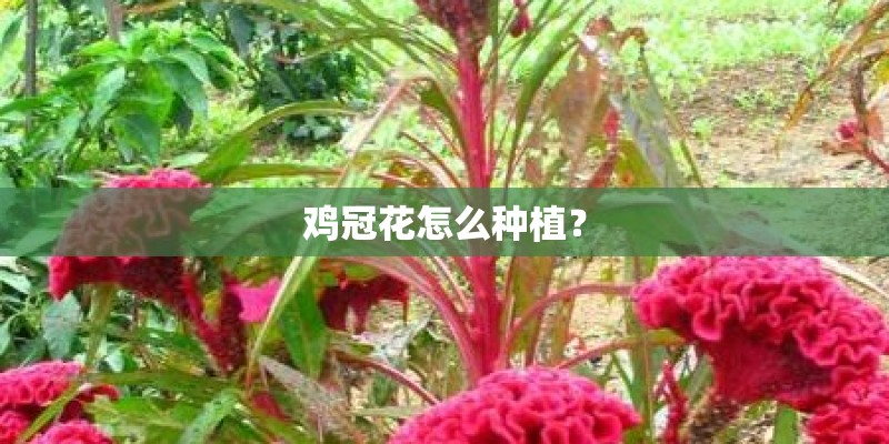 鸡冠花怎么种植？