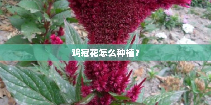 鸡冠花怎么种植？