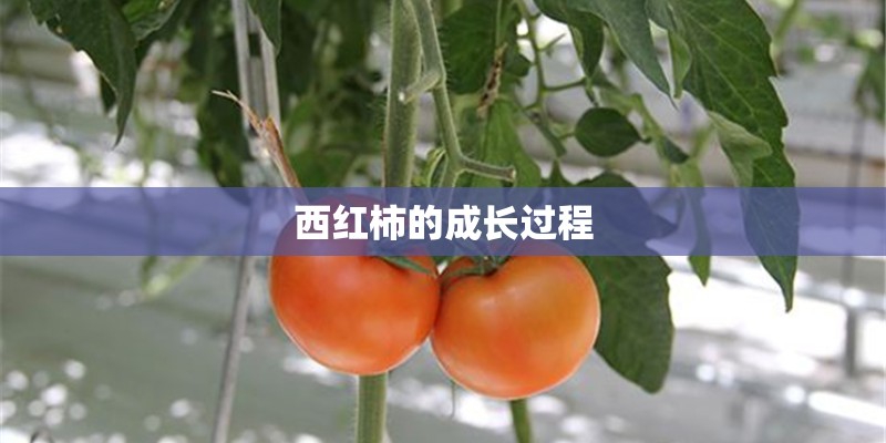 西红柿的成长过程