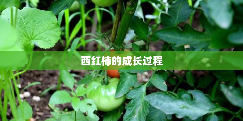 西红柿的成长过程