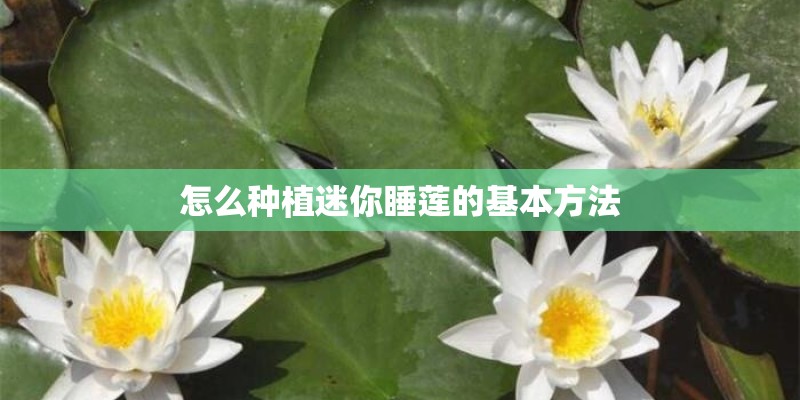 怎么种植迷你睡莲的基本方法