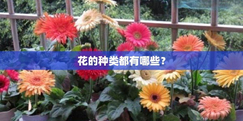 花的种类都有哪些？