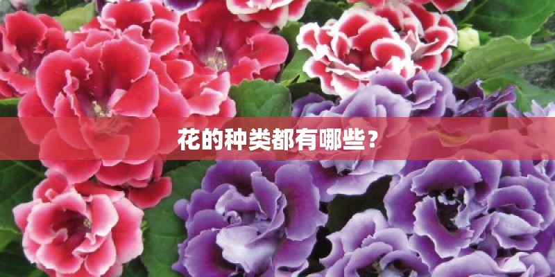 花的种类都有哪些？