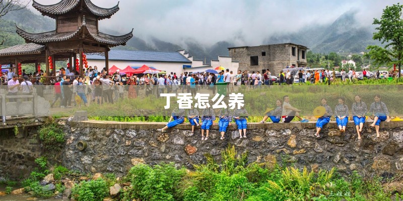 丁香怎么养