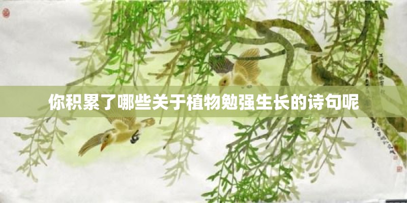 你积累了哪些关于植物勉强生长的诗句呢