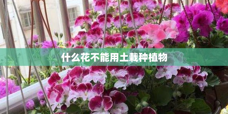 什么花不能用土栽种植物