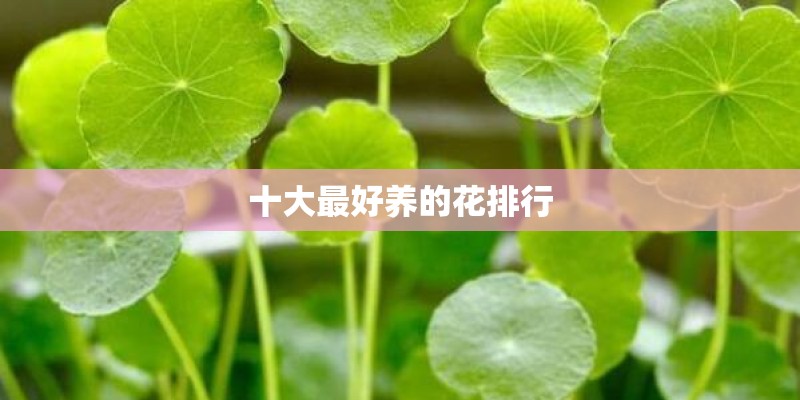 十大最好养的花排行