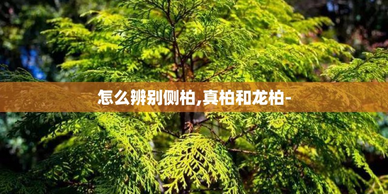 怎么辨别侧柏,真柏和龙柏-