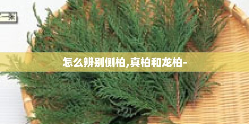 怎么辨别侧柏,真柏和龙柏-