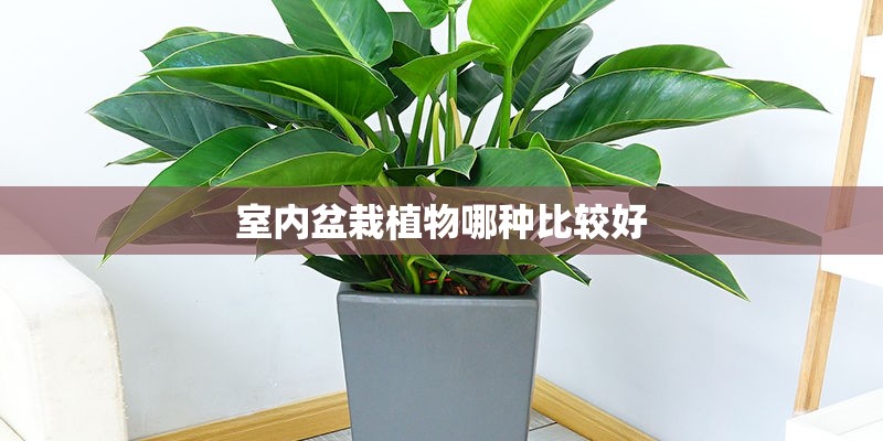 室内盆栽植物哪种比较好