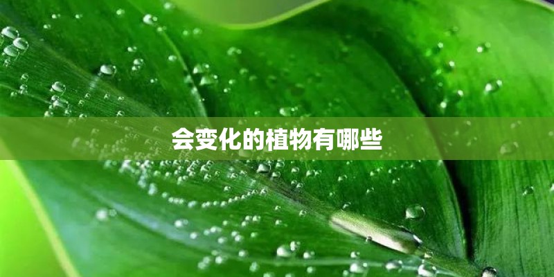 会变化的植物有哪些 会变化的植物有哪些
