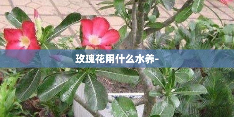 玫瑰花用什么水养-