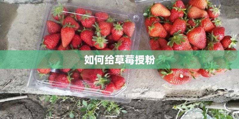 如何给草莓授粉