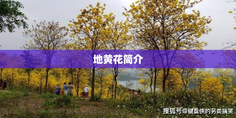 地黄花简介