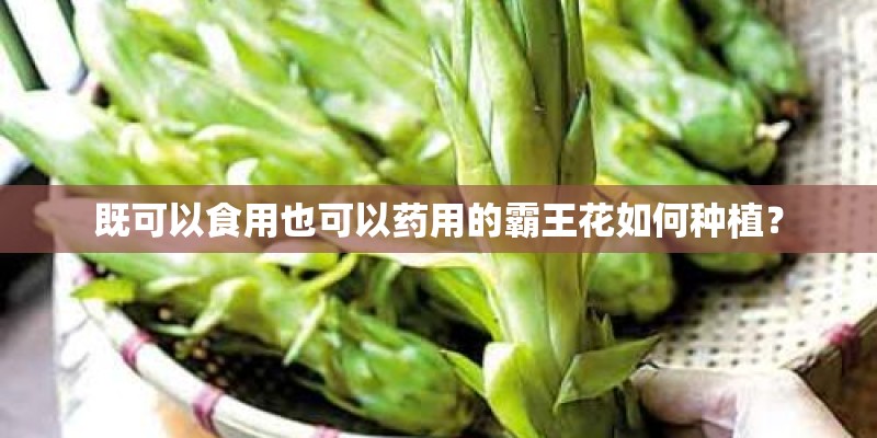 既可以食用也可以药用的霸王花如何种植？