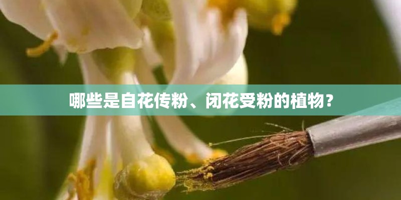 哪些是自花传粉、闭花受粉的植物？