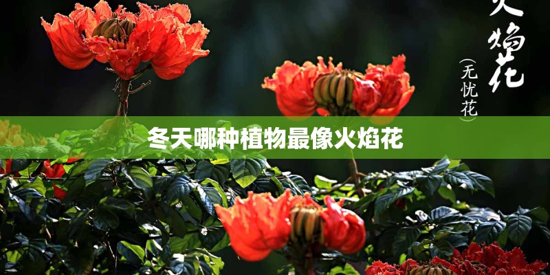 冬天哪种植物最像火焰花