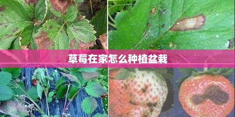 草莓在家怎么种植盆栽