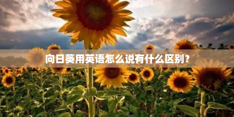 向日葵用英语怎么说有什么区别？