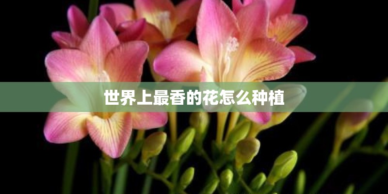 世界上最香的花怎么种植