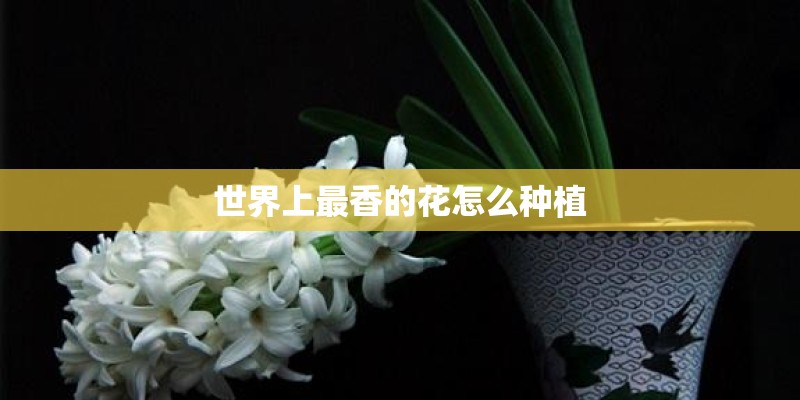 世界上最香的花怎么种植