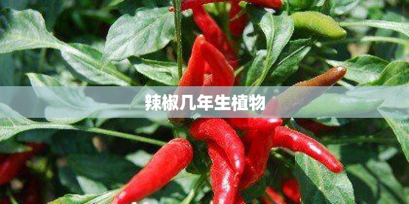 辣椒几年生植物