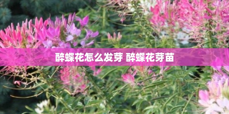 醉蝶花怎么发芽 醉蝶花芽苗