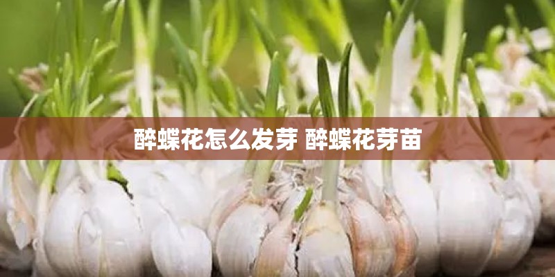 醉蝶花怎么发芽 醉蝶花芽苗