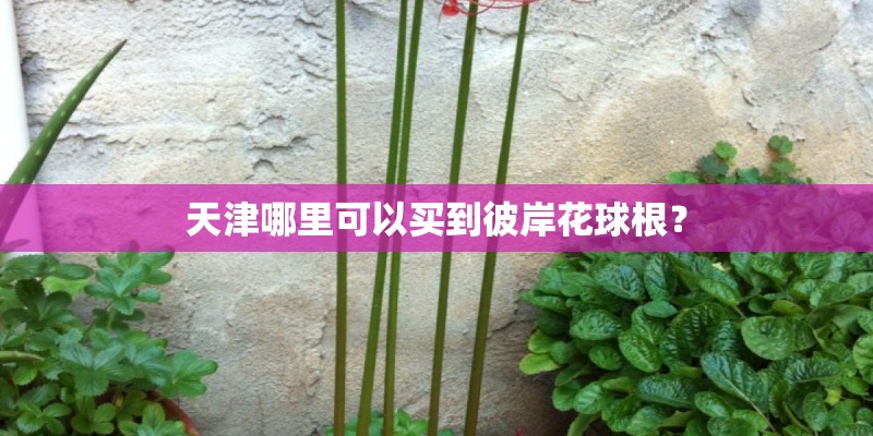 天津哪里可以买到彼岸花球根？