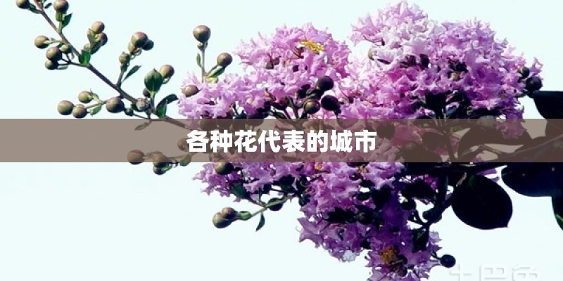各种花代表的城市