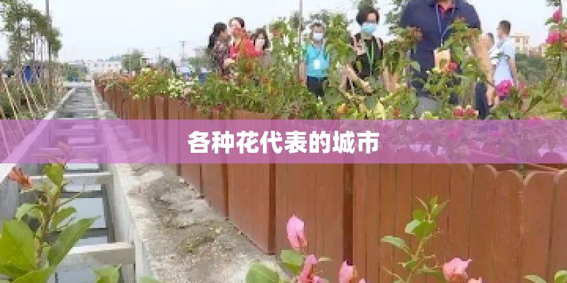 各种花代表的城市