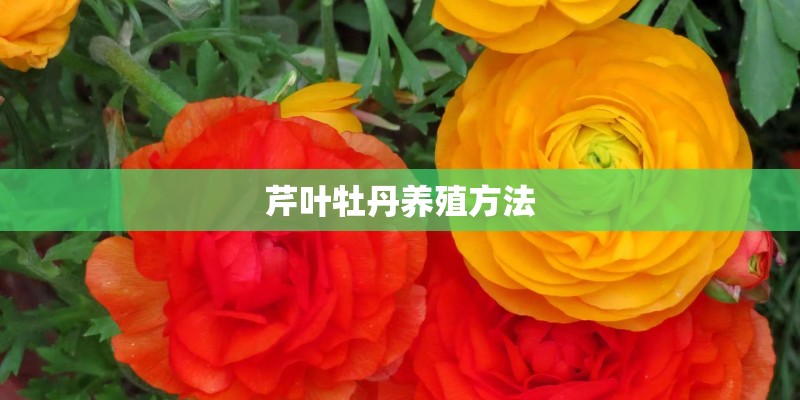 芹叶牡丹养殖方法