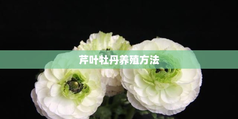 芹叶牡丹养殖方法
