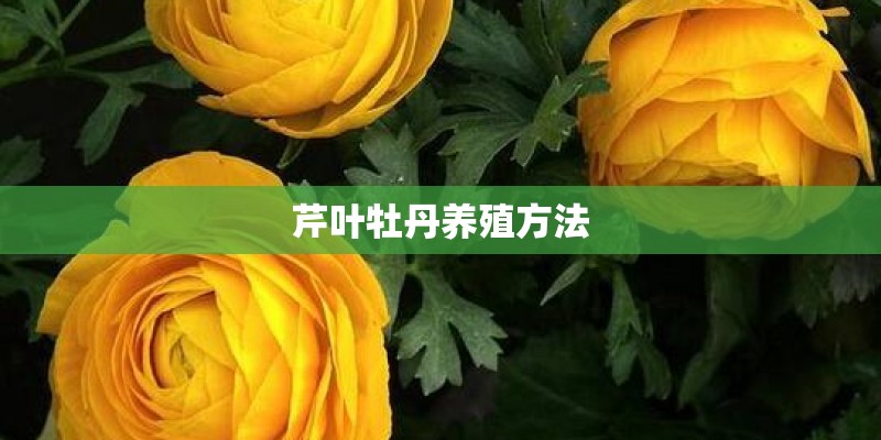 芹叶牡丹养殖方法