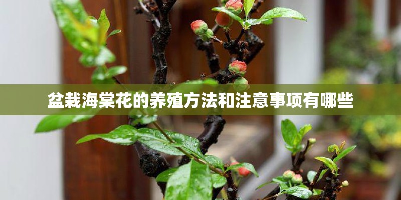 盆栽海棠花的养殖方法和注意事项有哪些