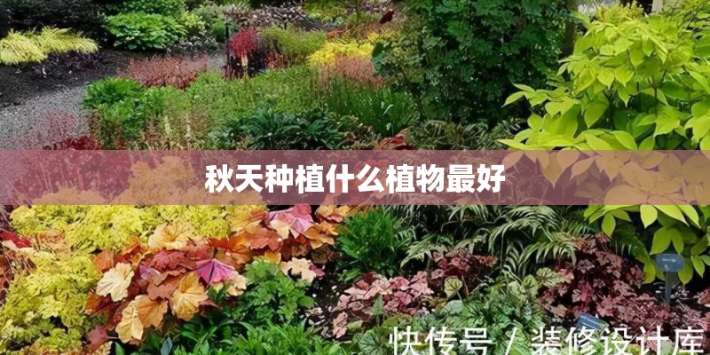 秋天种植什么植物最好
