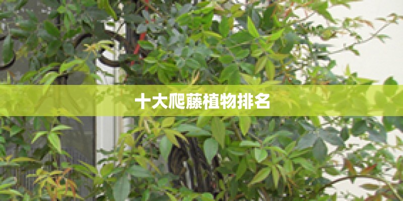 十大爬藤植物排名