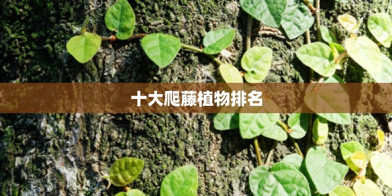 十大爬藤植物排名