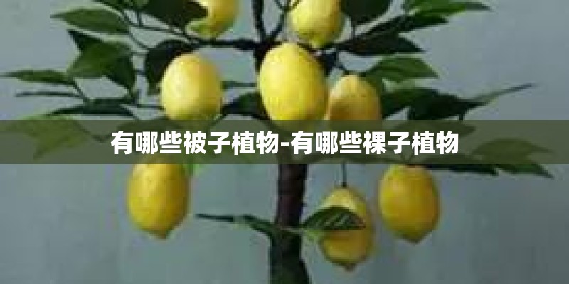 有哪些被子植物-有哪些裸子植物