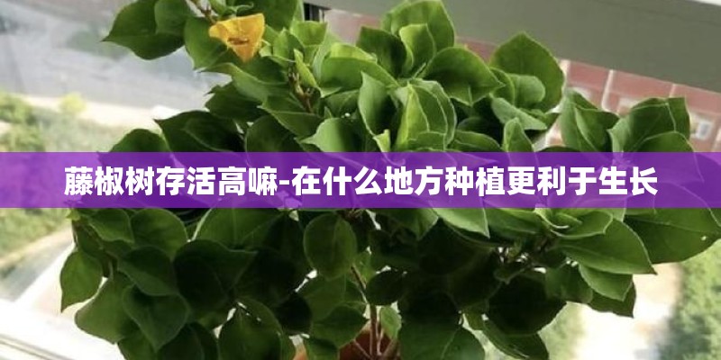 藤椒树存活高嘛-在什么地方种植更利于生长