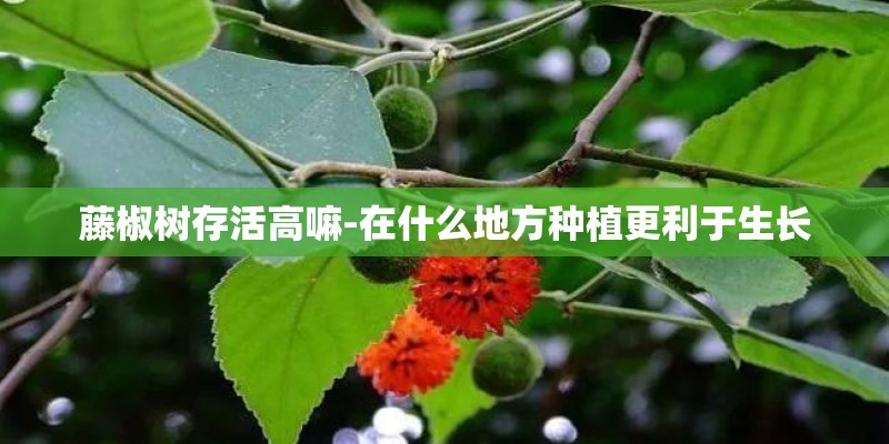 藤椒树存活高嘛-在什么地方种植更利于生长
