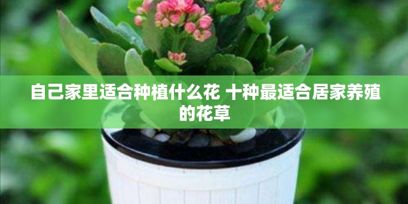 自己家里适合种植什么花 十种最适合居家养殖的花草
