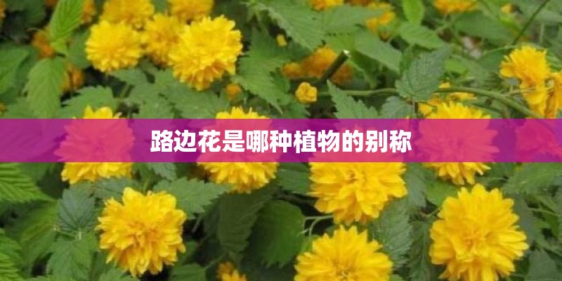 路边花是哪种植物的别称