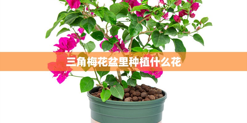 三角梅花盆里种植什么花