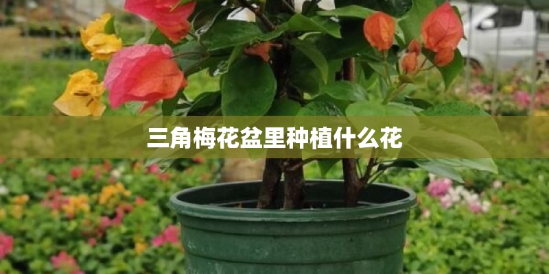 三角梅花盆里种植什么花