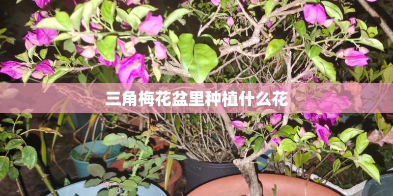 三角梅花盆里种植什么花