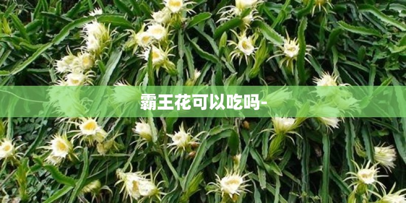 霸王花可以吃吗-